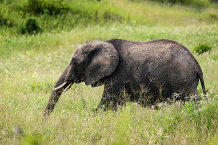 动物 坦桑尼亚 非洲大草原 非洲 游猎 大象 家庭 非洲动物