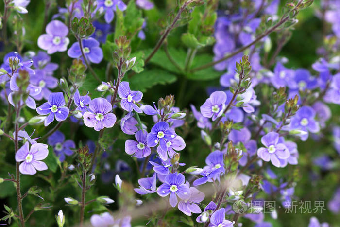 阳光照耀下森林空地上的维罗妮卡花
