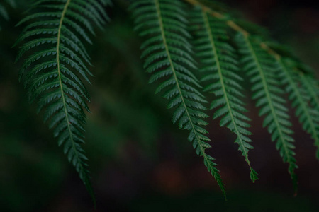 植物 花园 丛林 美女 灌木 植物学 森林 树叶 生物学