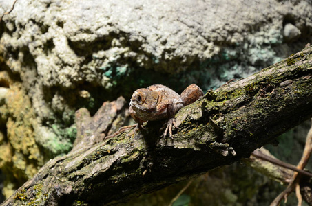 面对 生物 家庭 野生动物 鬣蜥 蜥蜴 眼睛 颜色 宠物