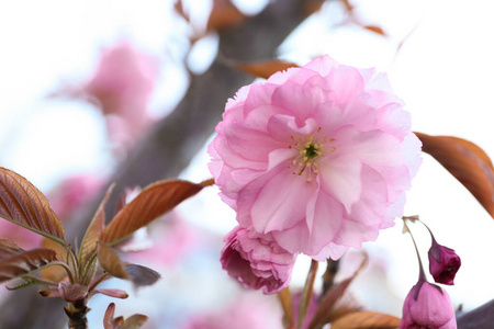 园艺 公园 粉红色 颜色 分支 自然 花园 开花 花瓣 花的