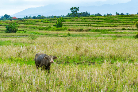 大米 收获 自然 农事 风景 农业 农场 印度尼西亚 野生动物