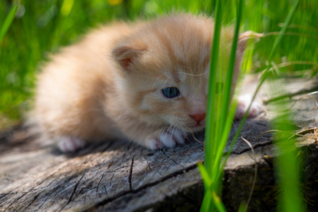 可爱的 哺乳动物 说谎 小猫 生姜 甜的 宝贝 毛皮 漂亮的