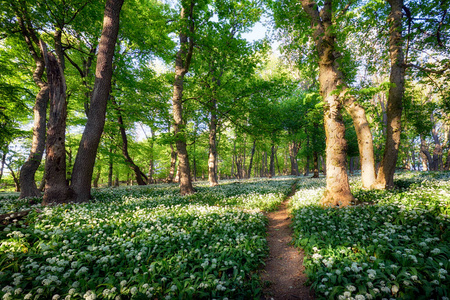 夏天 野花 植被 林地 春天 开花 环境 自然 美丽的 树叶