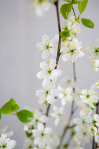 自然 盛开 花瓣 樱桃 开花 花园 季节 植物区系 春天