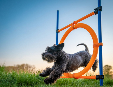 小黑狗敏捷地在日落时跳过一个圆圈照片