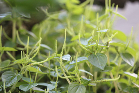 颜色 花园 自然 粉红色 美丽的 植物学 花瓣 植物 开花