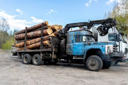 松木,云杉,雪松原木由起重机抓斗装载机牵引机装载重型工业卡车拖车