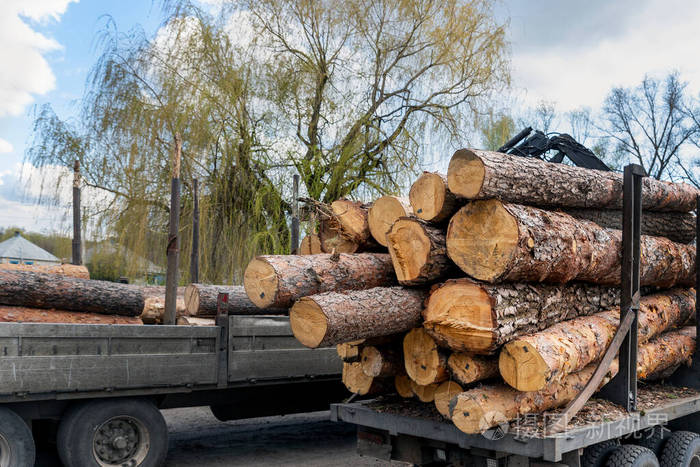 大型木材松木,云杉,雪松原木由起重机抓斗装载机牵引机装载重型工业