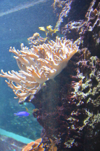 水族馆 特写镜头 海洋 自然 野生动物 珊瑚 动物园 水下