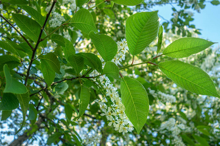 植物学 国家 美丽的 天空 夏天 自然 生态学 复古的 分支