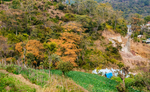 印第安人 分支 旅游 建设 旅游业 房屋 美女 美丽的 摄影