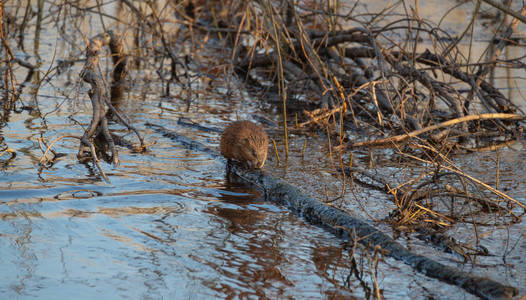 春天 特写镜头 毛皮 哺乳动物 湿地 可爱的 动物 老鼠