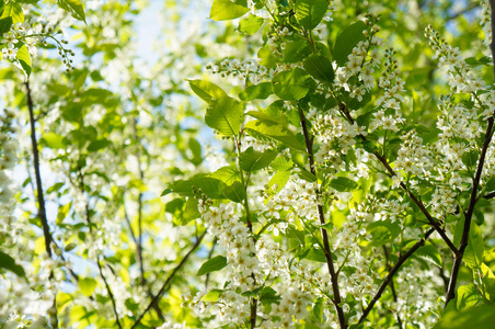 苹果 树叶 生长 分支 天空 春天 开花 夏天 季节 植物区系