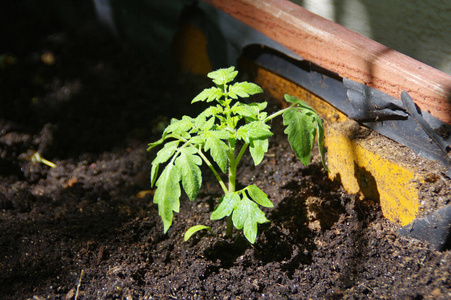 番茄 季节 生活 食物 土壤 自然 地面 生态学 环境 园艺