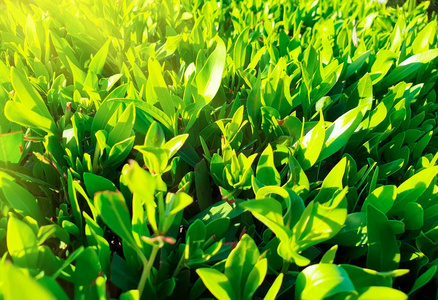 模糊 树叶 花园 特写镜头 植物 太阳 夏天 环境 绿色植物