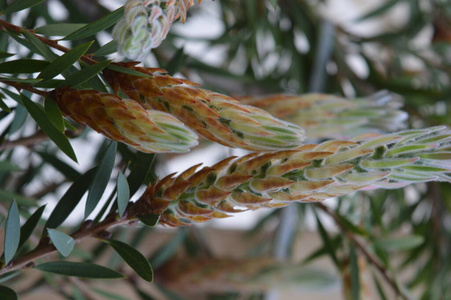 农场 春天 领域 夏天 植物区系 植物 作物 食物 黑麦