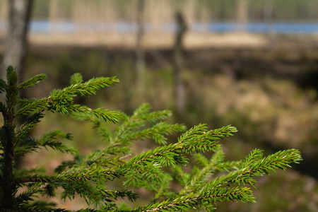 植物 太阳 风景 环境 春天 公园 自然 分支 夏天 野生动物