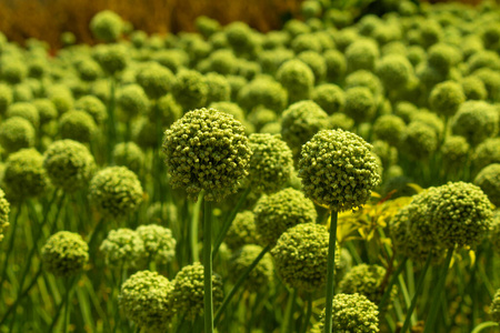 种植园 季节 食物 日落 维生素 农场 蔬菜 领域 土壤