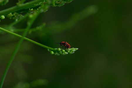 甲虫 植物 昆虫 春天 生活 眼睛 瓢虫 环境 翅膀 花粉