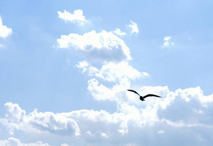 阳光 天空 海滩 自由的 海洋 空气 太阳 自然 海鸥 美丽的