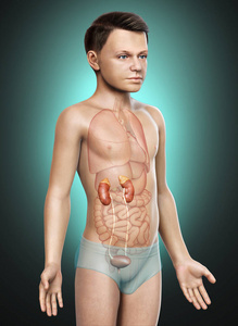 插图 生物学 三维渲染 人类 癌症 健康 生命体征 科学