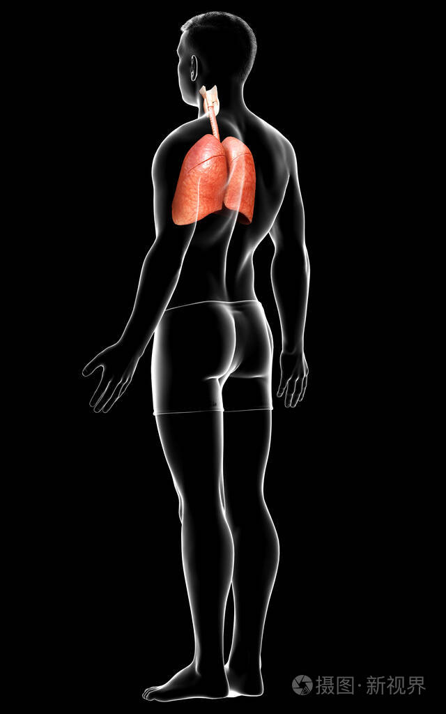 三维 透明的 解剖 插图 解剖学 器官 三维渲染 身体 生物学