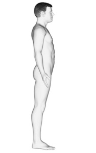 解剖 男人 人类 三维渲染 简单的 身体 健康 科学 插图