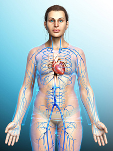 盲肠 静脉 喉咙 腹部 健康 考试 附录 生物学 结肠 人类