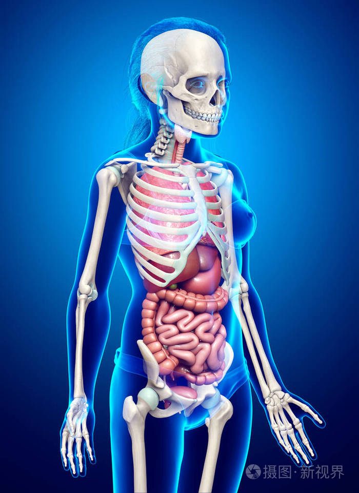 主动脉 人类 健康 骨头 骨骼 心血管系统 生物学 静脉