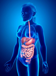胃肠道 肝脏 解剖学 附录 精确 生物学 胰腺 人类 乳房