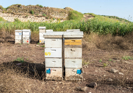 草地 养蜂场 养蜂 花粉 甜的 蜜蜂 女王 农事 动物 授粉