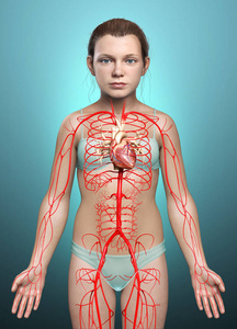 身体 心血管系统 骨头 动脉 健康 插图 循环系统 骨骼