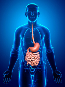 十二指肠 胆囊 食管 膀胱 腹部 支气管 插图 脾脏 胃肠道