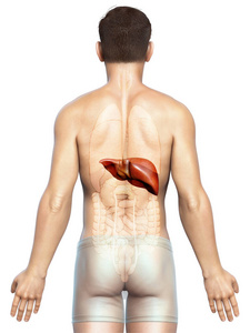 解剖学 解剖 胆汁 肠子 肝硬化 人类 医学 腹部 健康