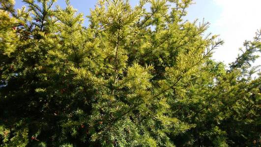 春天 植物 天空 公园 美丽的 夏天 环境 自然 森林 颜色