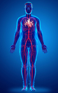 健康 科学 循环系统 三维渲染 身体 插图 动脉和静脉 解剖学