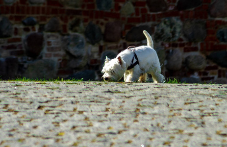 小狗 韦斯蒂 自然 血统 毛茸茸的 猎犬 可爱的 草地 高地