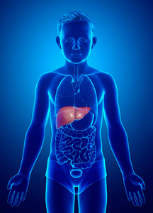 肝硬化 解剖 疾病 肠子 医学 人类 胆汁 腹部 胰腺 健康
