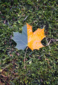 美女 十月 颜色 十一月 秋天 公园 树叶 植物区系 领域