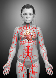 循环系统 骨骼 动脉和静脉 心血管系统 生物学 解剖 骨头