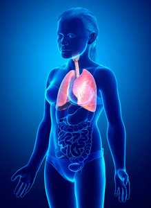 炎症 人类 腹部 三维 解剖学 透明的 肝脏 插图 生物学