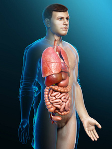 人类 生物学 器官 心脏病学 健康 循环系统 心血管系统