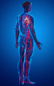 动脉和静脉 插图 解剖 身体 解剖学 三维渲染 生物学 健康