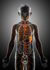 膀胱 喉咙 科学 胆囊 腹部 人类 系统 十二指肠 器官