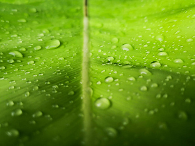 植物 春天 森林 美女 草地 雨滴 颜色 美丽的 纯洁 纹理