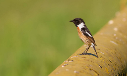 自然 动物群 鸟类学 石聊 生态学 可爱的 栖息 动物 鸣禽