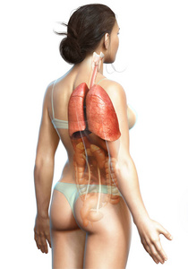 器官 三维渲染 透明的 炎症 人类 插图 肝脏 发炎 身体