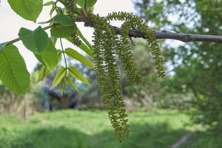 植物 春天 自然 特写镜头 核桃 花园 花序