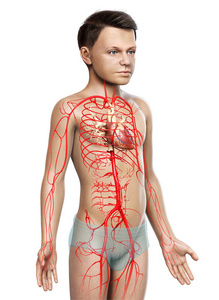 骨头 循环系统 三维渲染 科学 骨骼 心血管系统 健康 男人